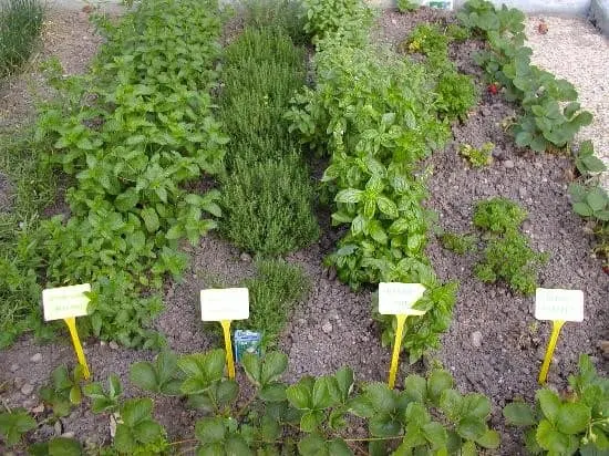 growing your own herbs