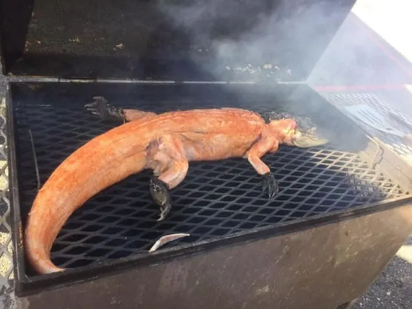 Gator Grilling
